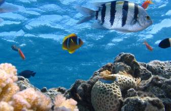 지속가능한 해양생태계 유지하기 위한 기업들의 행보에 눈길