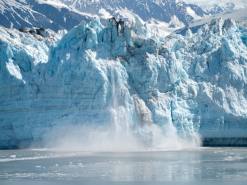 알래스카 대게, 개체 수 확연하게 줄어든 이유는 남획? 기후변화?