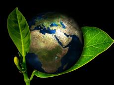 국립산림과학원, 친환경 고흡수성 소재 개발 성공 