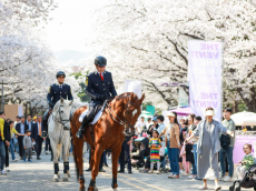 말과 함께 벚꽃길 걸을래...렛츠런파크 서울 벚꽃축제 29일 시작
