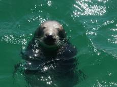 바다에 흐르는 기름, 우리의 식탁까지 번진다