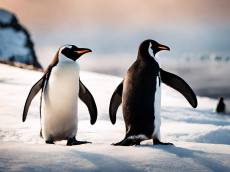 날지 못하는 새 펭귄의 비밀 ‘사실은 롱다리?’