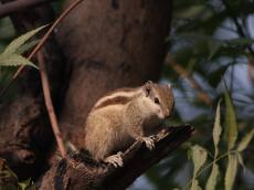 땅속에 도토리 저장하는 다람쥐, 도대체 어떻게 찾는 것일까?