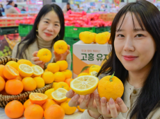 농협 하나로마트, 겨울철 감기 예방에 좋은 황금향·유자