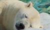 ‘얼지 않는 털의 비밀’…북극곰이 추위에 적응한 방법