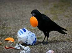 전국 곳곳서 다양한 축제 개최...시민 의식↑
