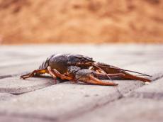 ‘강한 생명력’ 미국가재, 생태계 교란종으로 지정된 이유는?