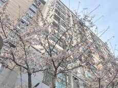 “겉은 멀쩡, 속은 텅”…벚나무 쓰러뜨리는 외래 해충