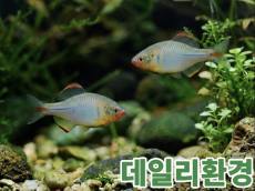 요즘 뜨고 있는 ‘K-관상어’ 반려문화로 세계 시장 정조준
